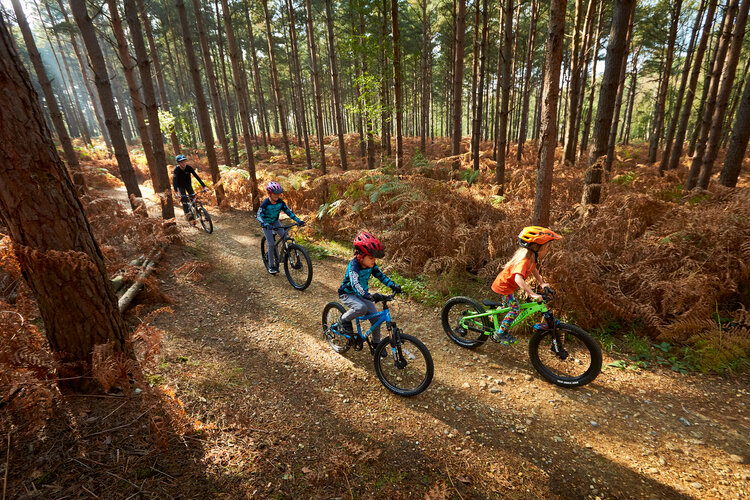 Swinley forest bike hire hot sale